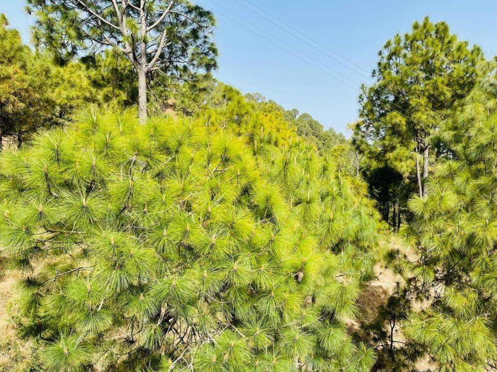 Bed and Breakfast Hillcrest Heights Kasauli Exterior foto